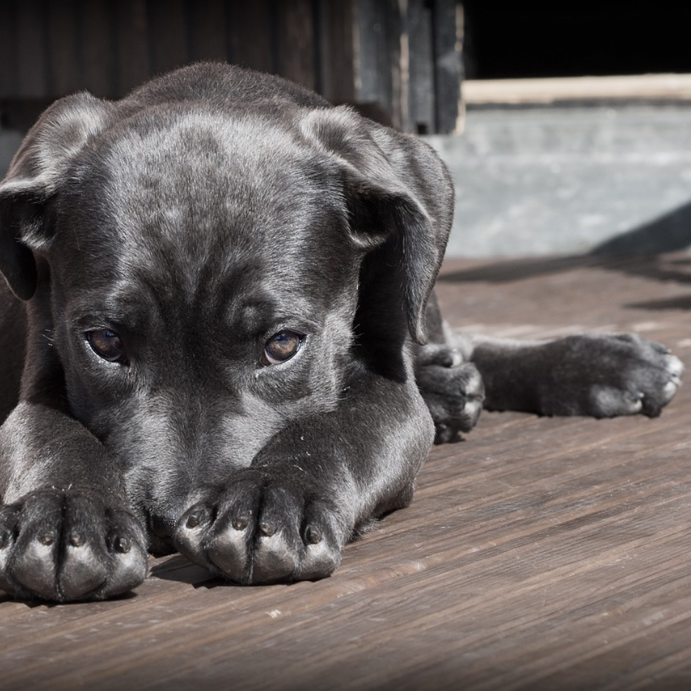 Pourquoi mon chien n’écoute pas ? Les 5 erreurs courantes (et comment les corriger)