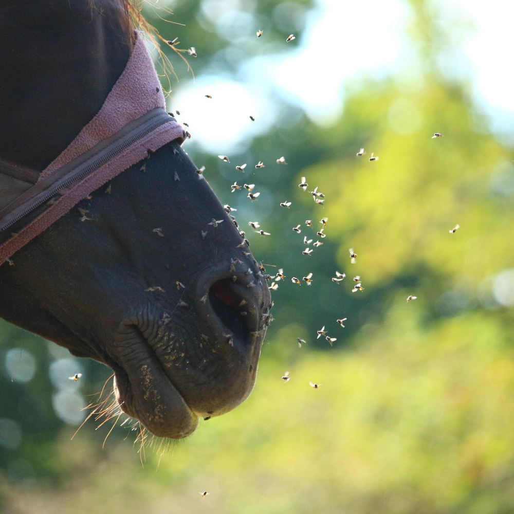Comment protéger efficacement vos chevaux et poneys des mouches et moucherons ?