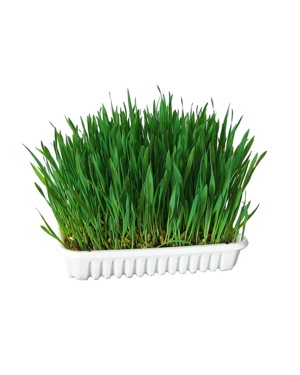 Herbe à chat 100g