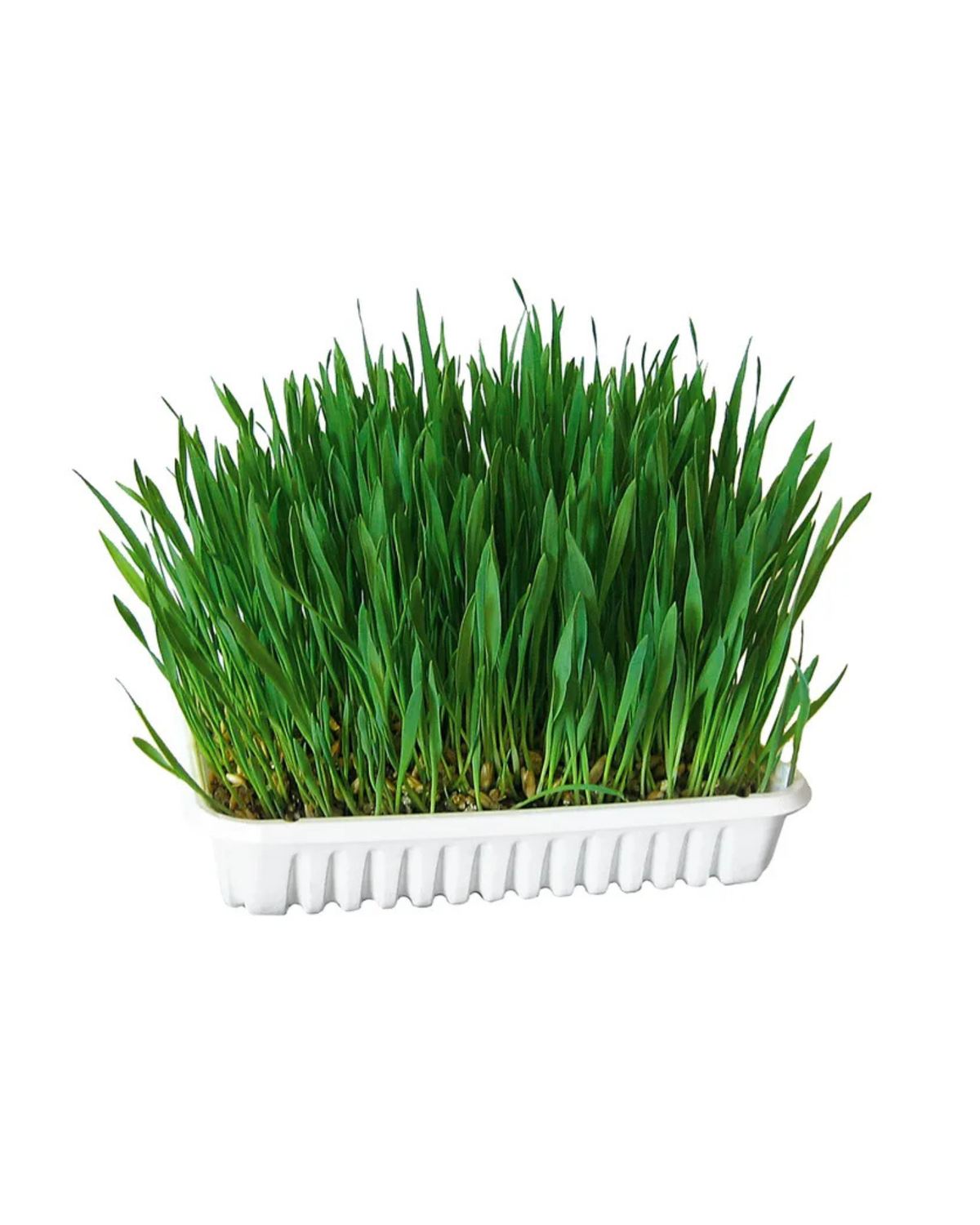 Herbe à chat 100g