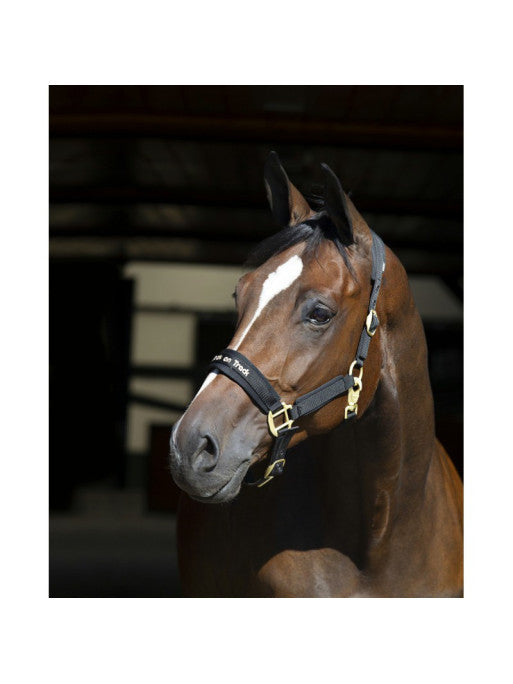 Licol Werano Back On Track