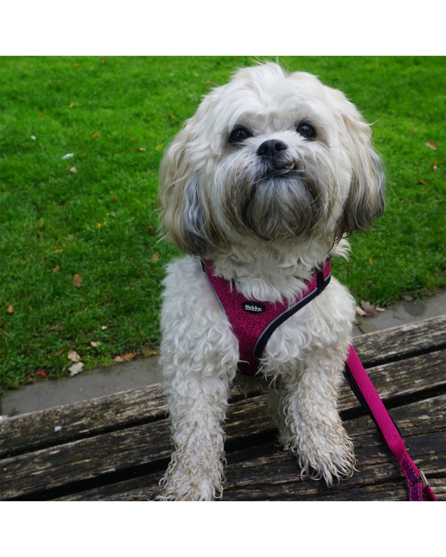 Harnais CAYO pour chien