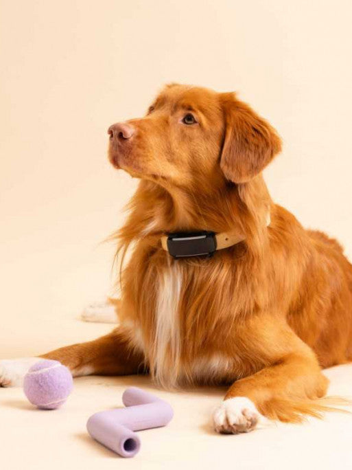 Traceur GPS connecté Dog6 Tractive
