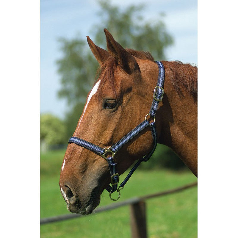 Licol nylon doublé cuir Norton