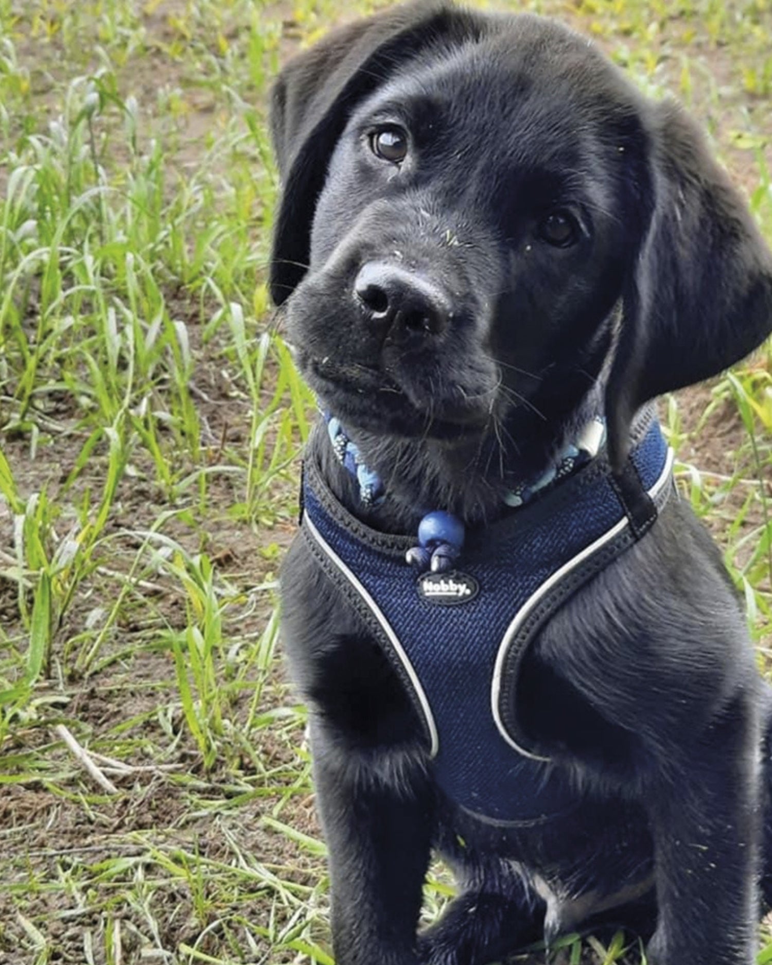 Harnais CAYO pour chien