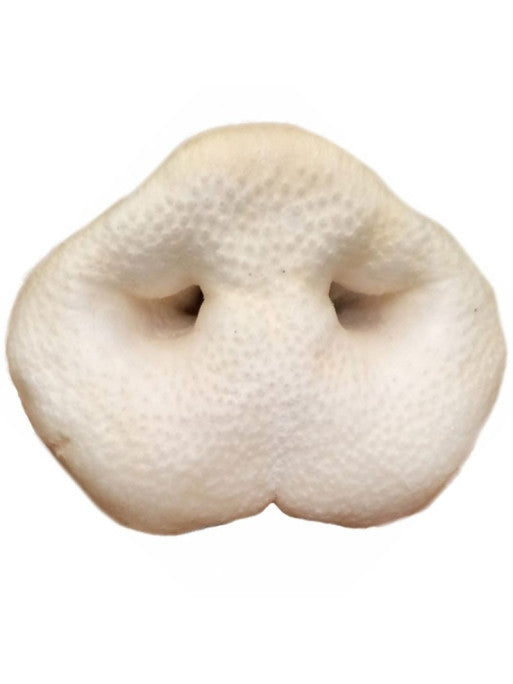 Nez de porc soufflé Vrac