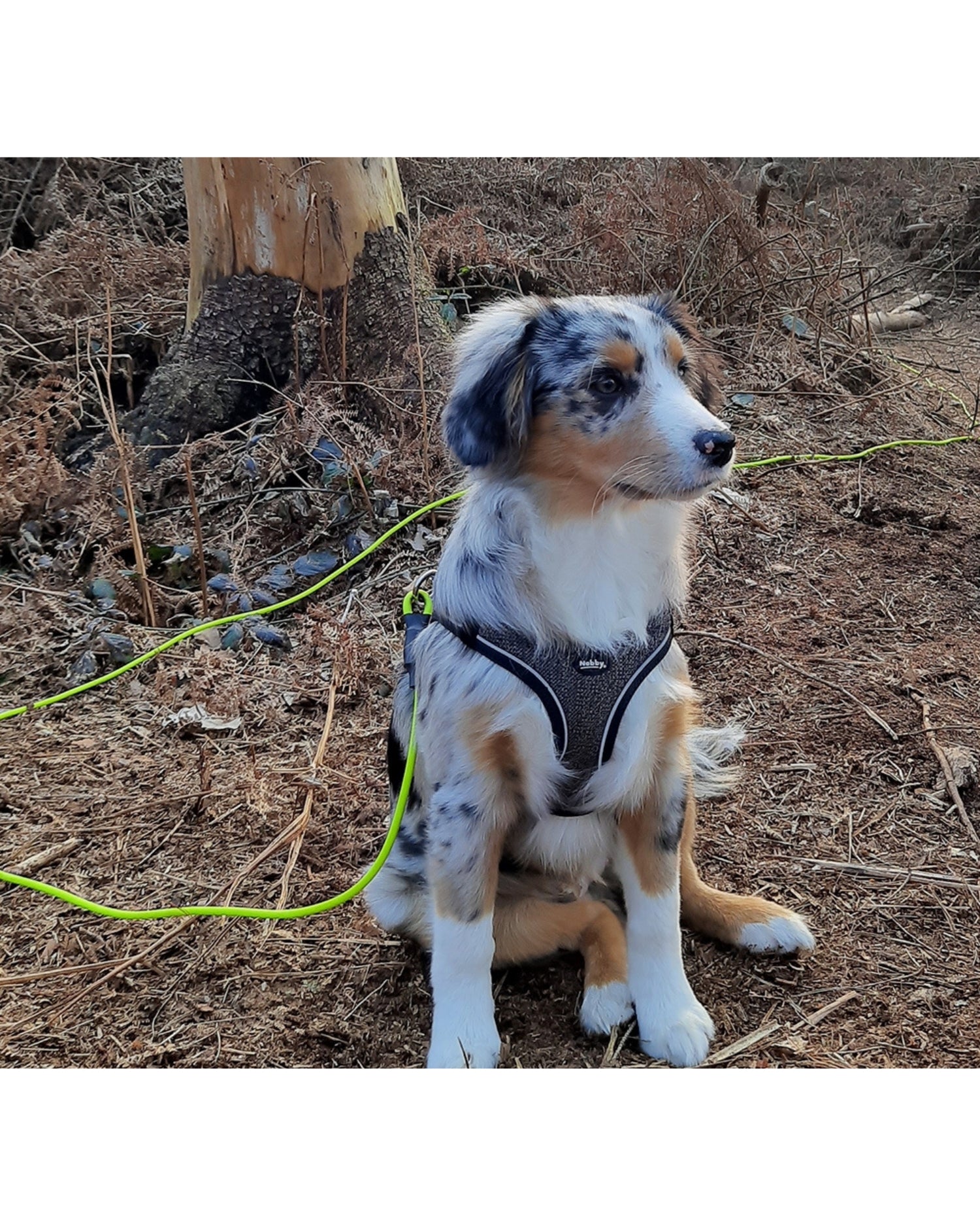 Harnais CAYO pour chien
