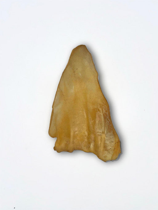 Oreilles de boeuf Bubimex